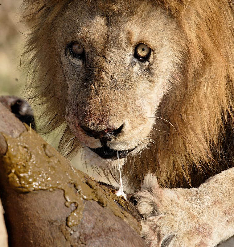 Лев со скорпионом. Лев в Африке. Стрижка Лев. Животные сильнее Льва.